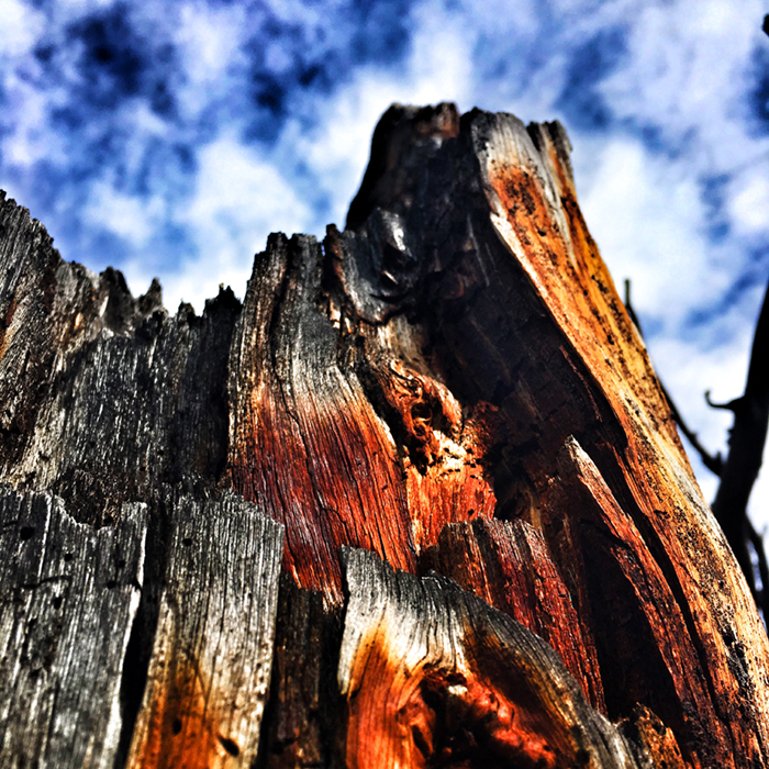 Things We Don’t See in the Woods